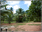 foto Flora e la Fauna alle Seychelles